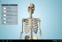 Anatomy 3D Pro - Anatronica screenshot 1