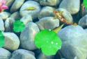 3D Fish Ponds Live Wallpaper screenshot 2