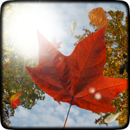 Листопад живые обои