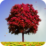Autumn Trees Live Wallpaper