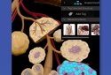 Human Anatomy Atlas screenshot 3