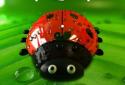 Ladybug Live Wallpaper screenshot 1