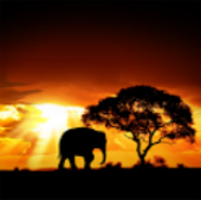 African Sunset LiveWallpaper