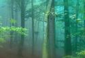 Forest Live Wallpaper 3D screenshot 2