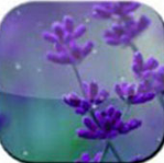 Rain Drop n Flower LWP