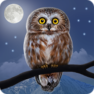 Owl Landscape