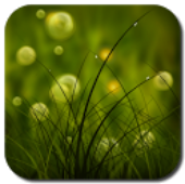 Colorful Summer Meadow