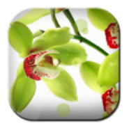 Free Mini Wallpaper Style