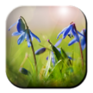 Blue Flowers Free LWP