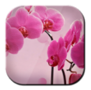 Xperia Mini Free Wallpaper