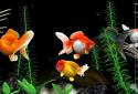 Gold Fish 3D Live Wallpaper screenshot 2