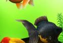 Gold Fish 3D Live Wallpaper screenshot 5