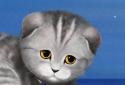 Silvery the Kitten HD LWP screenshot 2