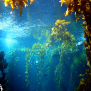 Under Water Scene HD