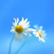 Windows 8 Live Wallpaper