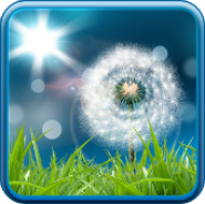 Dandelion Live Wallpaper