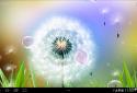 Dandelion Live Wallpaper screenshot 1