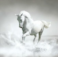 Horse Live Wallpaper