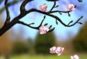 Spring Flowers 3D Parallax screenshot 2