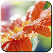 Spring Flowers Live Wallpaper / Весенние цветы живые обои