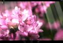 Spring Flowers Live Wallpaper / Весенние цветы живые обои screenshot 2