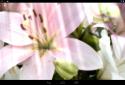 Spring Flowers Live Wallpaper / Весенние цветы живые обои screenshot 3