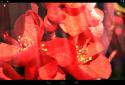 Spring Flowers Live Wallpaper / Весенние цветы живые обои screenshot 4