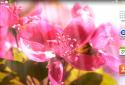 Spring Flowers Live Wallpaper / Весенние цветы живые обои screenshot 5