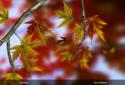 Autumn Leaves in HD Gyro 3D XL screenshot 13