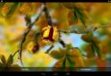 Autumn Leaves in HD Gyro 3D XL screenshot 15