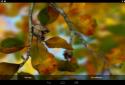 Autumn Leaves in HD Gyro 3D XL screenshot 16