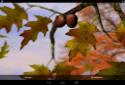 Autumn Leaves in HD Gyro 3D XL screenshot 17