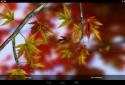 Autumn Leaves in HD Gyro 3D XL screenshot 22