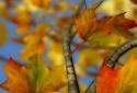 Autumn Leaves in HD Gyro 3D XL screenshot 4