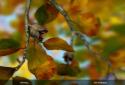 Autumn Leaves in HD Gyro 3D XL screenshot 8