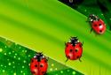 Colorful Ladybug Garden LWP screenshot 3
