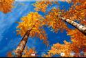 Прекрасная осень Живые обои / Beautiful Autumn screenshot 9