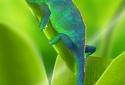 Chameleon 3D Live Wallpaper screenshot 1