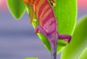 Chameleon 3D Live Wallpaper screenshot 5