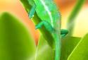 Chameleon 3D Live Wallpaper screenshot 6