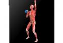 iMuscle 2 screenshot 1
