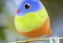 Cute Bird Live Wallpaper screenshot 2