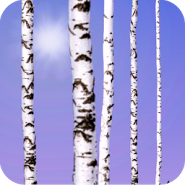 Birch Wood Live Wallpaper