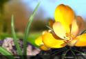 Nature Live Spring Flowers 3D screenshot 3