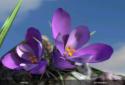 Nature Live Spring Flowers 3D screenshot 4