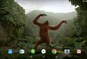 Dancing Monkey HD Live Wall screenshot 9