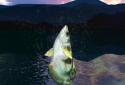 Fishing Fever screenshot 12