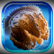 Jellyfish Medusa LiveWallpaper