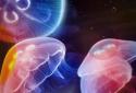 Jellyfish Medusa LiveWallpaper screenshot 1