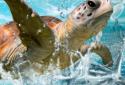 Ocean Turtle Water Pool screenshot 1